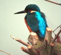 <img200*0:stuff/z/65185/[The%2520Mad%2520Hatter]%2527s%2520Photography/kingfisher.jpg>